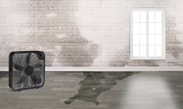 Best Local water damage restoration  in Glenwood Landing, NY
